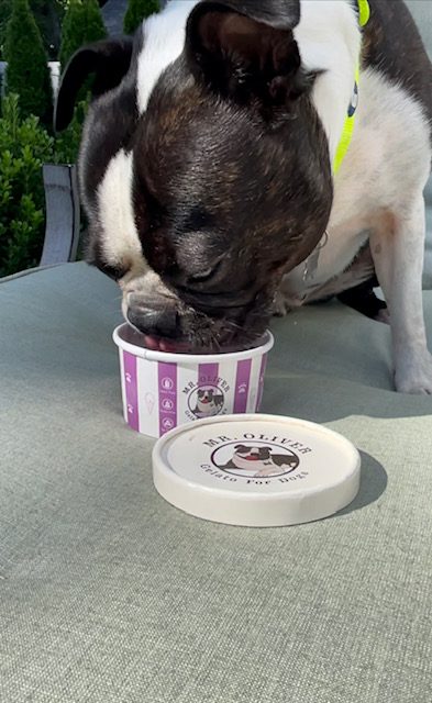 a black and white french bulldog enjoying a cup of mr. oliver gelato for dogs